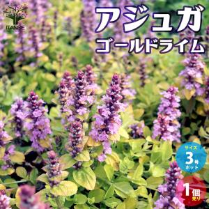 原種チューリップ ペルシャンパール 球根4球セット【先行予約 10月上旬