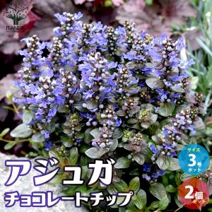 ITANSE アジュガ チョコレートチップ 花苗...の商品画像