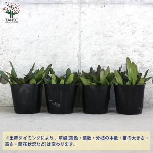 ITANSE アジュガ チョコレートチップ 花...の詳細画像2