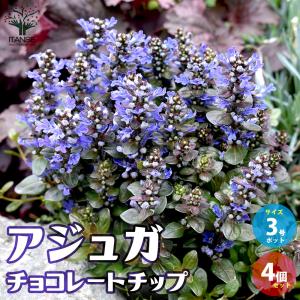 多肉植物 oriミックスベリア No.042 パステルブロッサム おらいさん苗