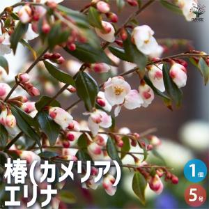 椿(カメリア) エリナ 花木苗 5号ポット/1個売り ツバキ苗 ツバキの苗木 椿苗 椿の苗木