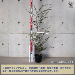 椿(カメリア) エリナ 花木苗 5号ポット/1...の詳細画像1