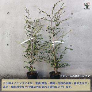 椿(カメリア) エリナ 花木苗 5号ポット/1...の詳細画像2