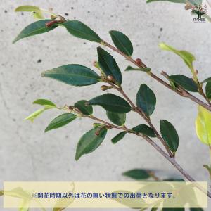 椿(カメリア) エリナ 花木苗 5号ポット/1...の詳細画像3