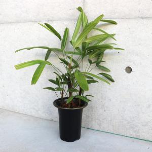 カンノンチク 8号 観音竹 観葉植物 鉢植え 販売 苗 苗木 送料無料