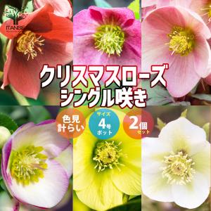 レッサーパンダ「歳末セール」クリスマスローズ 小苗 セット クリスマスローズ苗 グリーンリップ・利休系 12cmポット 送料無料 開花