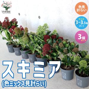 シマトネリコ 7本株立ち 約1.7m 現品発送 美樹形株 特大株 植木苗木