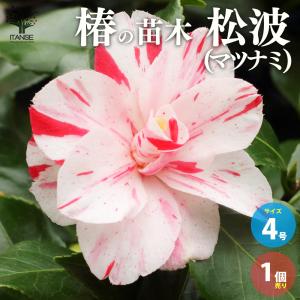 雪椿 ユキツバキの苗木 松波 まつなみ : 植物・園芸専門店 花育通販 