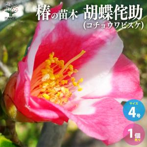椿 苗 花芙蓉（はなふよう） 接木 白鉢植え 開花 2〜4月頃 : 苗木部 花