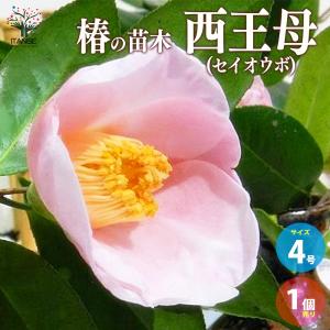 西王母：椿（ツバキ）3寸ポット植え : 日本花卉ガーデンセンターYahoo