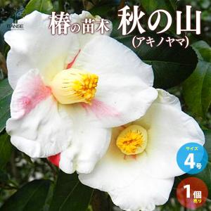 椿 苗 花芙蓉（はなふよう） 接木 白鉢植え 開花 2〜4月頃 : 苗木部 花