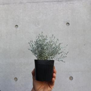 ITANSE プラティーナ カラーリーフ 花苗...の詳細画像5