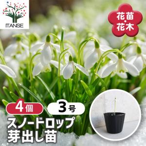 スノードロップ 芽出し苗3号ロングポット 花苗 3号/お買い得4個セット 芽出し苗 球根苗 待雪草 マツユキソウ 早春 春の花 ガーデニング
