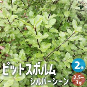 ピットスポルム シルバーシーン 花苗 3号/お買い得2個セット 植木 植木の苗 カラーリーフ 庭木 庭木の苗 草花 Pittosporum