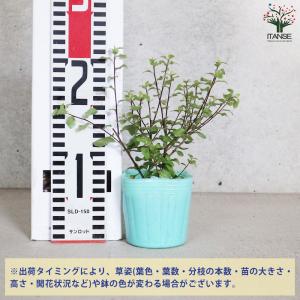 ピットスポルム シルバーシーン 花苗 3号/お...の詳細画像1