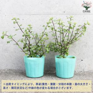 ピットスポルム シルバーシーン 花苗 3号/お...の詳細画像2