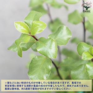 ピットスポルム シルバーシーン 花苗 3号/お...の詳細画像3