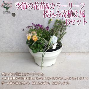 お買い得一点物咲き進み株】加藤農園 クリスマスローズ フレグランス
