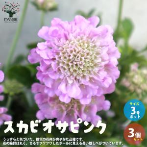 クリスマスローズ 広瀬園芸 クレオパトラ 0211-021 現品販売 送料無料