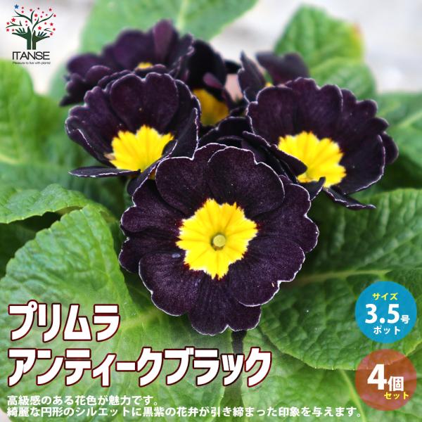 ITANSE プリムラ・アンティークブラック 花苗 3.5号苗 お買い得4個セット 花の苗 フラワー...