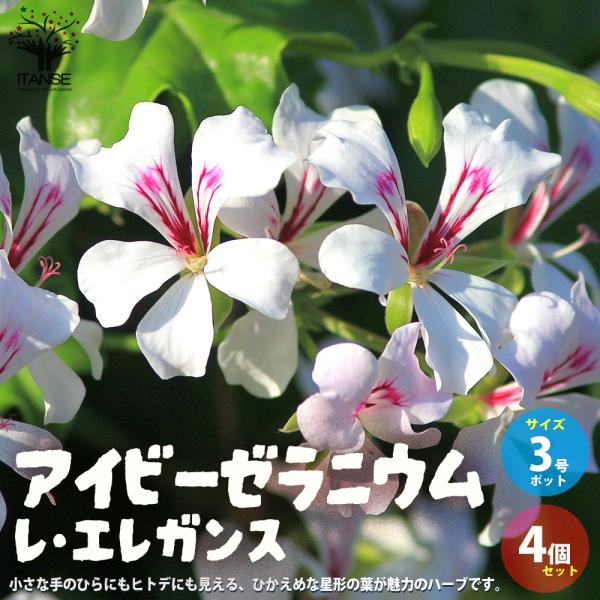 ITANSE 斑入り葉アイビー ゼラニウム・レ・エレガンス 花苗 3号ポット お買い得4個セット 花...