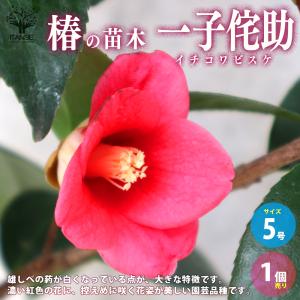 金華美女：椿（ツバキ） キンカビジョ : 日本花卉ガーデンセンター