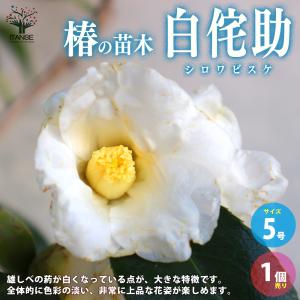 椿の木 ワビスケ 約1.5m 現品発送 白花 侘助 ツバキ 特大植木苗木大苗 