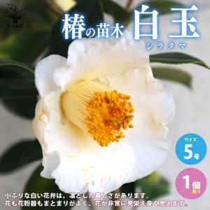 大株！本白玉（白玉）5寸ポット植え ：椿（ツバキ） : 日本花卉