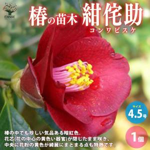 本白玉（白玉）：椿（ツバキ） 3寸ポット苗 : 日本花卉ガーデン