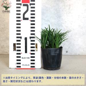 ITANSE 玉竜(タマリュウ) 花苗 2.5...の詳細画像1
