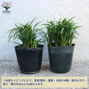 ITANSE 玉竜(タマリュウ) 花苗 2.5...の詳細画像2