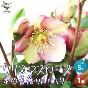 完全生産者限定品 クリスマスローズ ゲス guess 花 苗 鉢植え 5号