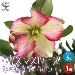 クリスマスローズ ウィンターシンフォニーシリーズ：セレクトミックス