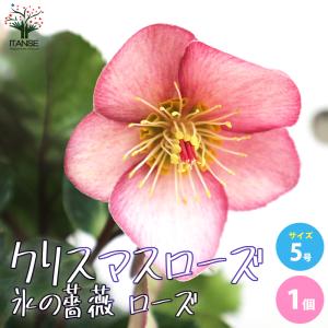 クリスマスローズ 花 苗 春 冬 ヘレボルス チベタヌス 鉢植え 2年生