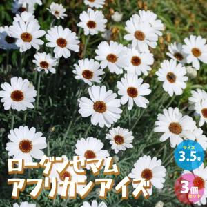 ITANSE ローダンセマム アフリカンアイズ 花苗 3.5号ポット お買い得3個セット 花の苗 フラワーガーデン 寄せ植え 送料無料 イタンセ公式
