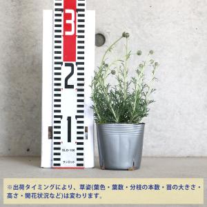 ITANSE ローダンセマム アフリカンアイズ...の詳細画像1