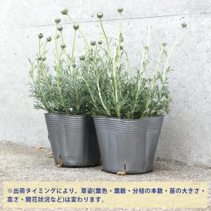 ITANSE ローダンセマム アフリカンアイズ...の詳細画像2