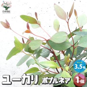 ユーカリ スティックス 花木苗 3.5号ポット/1個売り ユーカリの苗