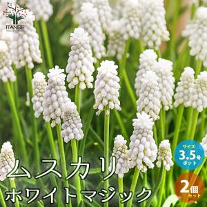 ITANSE ムスカリ・ホワイトマジック 芽出し苗 花苗 3.5号ポット お買い得2個セット 花の苗 フラワーガーデン 寄せ植え 送料無料 イタンセ公式