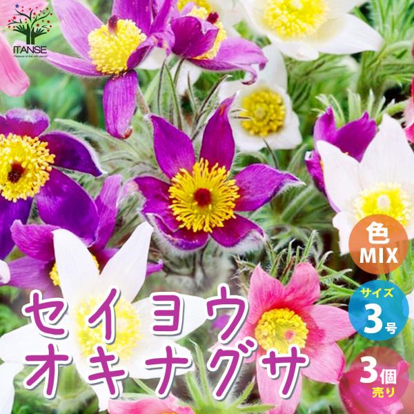 ITANSE セイヨウオキナグサ(西洋翁草) 色MIX見計らい 花苗 3号ポット お買い得3個セット...