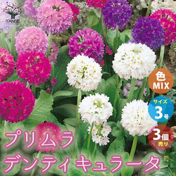 ITANSE プリムラ デンティキュラータ(玉咲きサクラソウ) 花苗 色MIX見計らい3号ポット お...