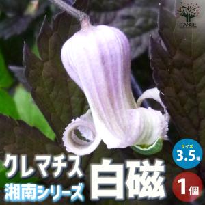 日本花キ流通 一重咲き椿 最小白花 12cmポット 開花予定株 つばき
