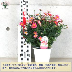 ITANSE マーガレット ストロベリーホイッ...の詳細画像1