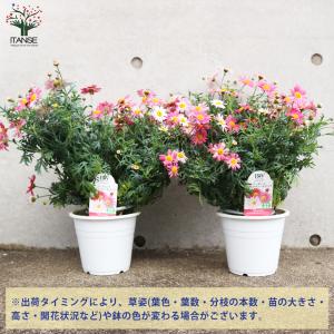 ITANSE マーガレット ストロベリーホイッ...の詳細画像2