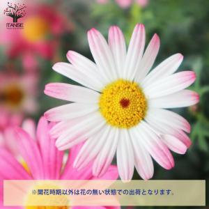 ITANSE マーガレット ストロベリーホイッ...の詳細画像5