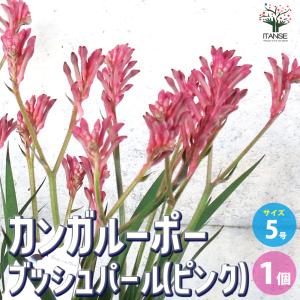 ITANSE カンガルーポー ブッシュパールピンク 花苗 5号鉢 1個売り 花の苗 フラワーガーデン 寄せ植え 送料無料 イタンセ公式