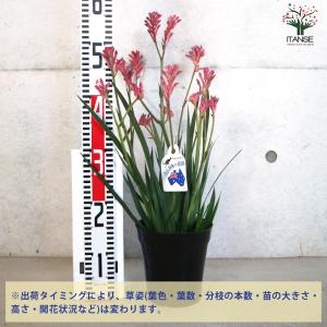 ITANSE カンガルーポー ブッシュパールピ...の詳細画像1
