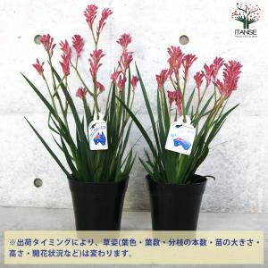 ITANSE カンガルーポー ブッシュパールピ...の詳細画像2