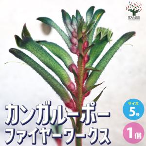 日本花キ流通 予約販売 カンガルーポー クリスタル アニゴザントス 5号