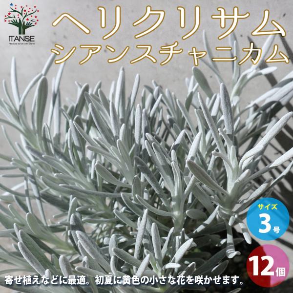 ITANSE ヘリクリサム シアンスチャニカム 花苗 3号ポット お買い得12個セット 花の苗 フラ...